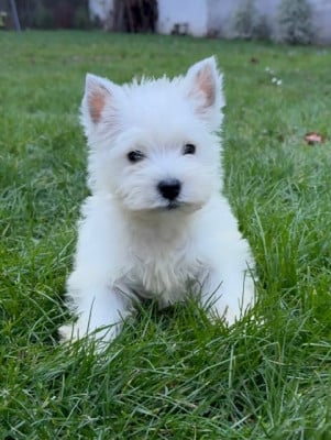 Les chiots de West Highland White Terrier