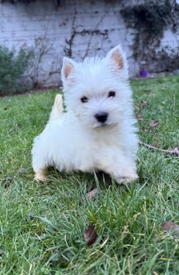 Les chiots de West Highland White Terrier