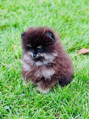 Les chiots de Spitz allemand