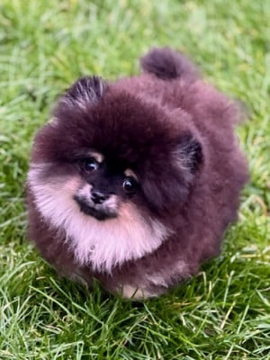 Les chiots de Spitz allemand