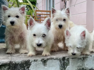 Les chiots de West Highland White Terrier