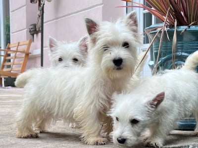 Les chiots de West Highland White Terrier