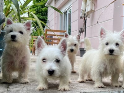 Les chiots de West Highland White Terrier