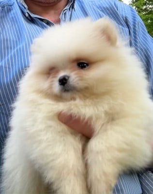 Les chiots de Spitz allemand