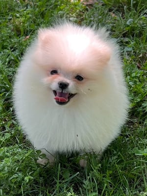 Les chiots de Spitz allemand