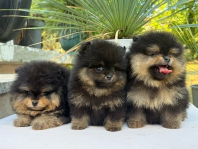 Les chiots de Spitz allemand