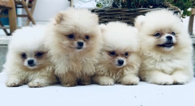 Les chiots de Spitz allemand