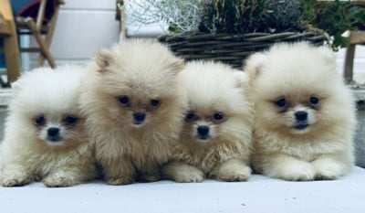 Les chiots de Spitz allemand