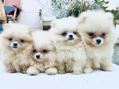 Les chiots de Spitz allemand