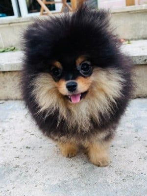 Les chiots de Spitz allemand