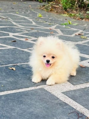 Les chiots de Spitz allemand