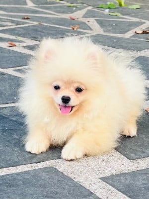 Les chiots de Spitz allemand