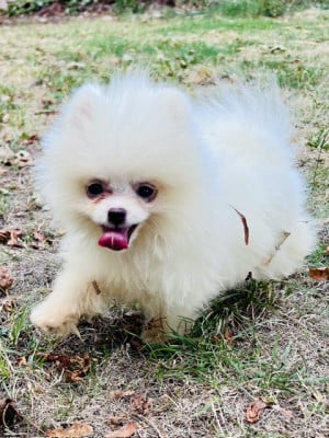 Les chiots de Spitz allemand