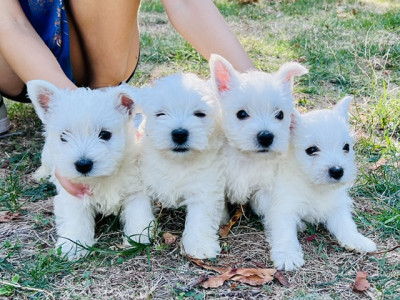 Les chiots de West Highland White Terrier
