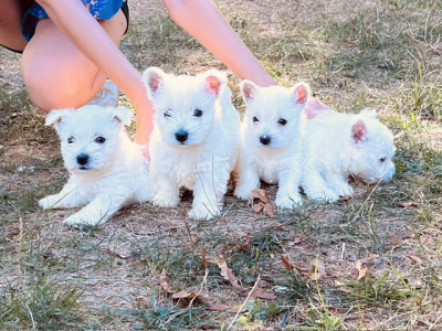 Les chiots de West Highland White Terrier