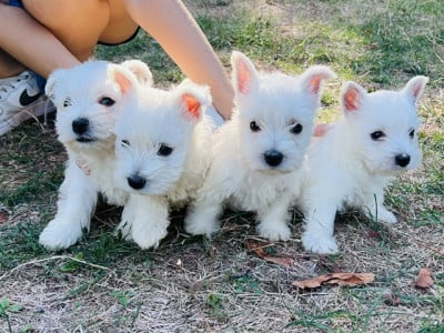 Les chiots de West Highland White Terrier