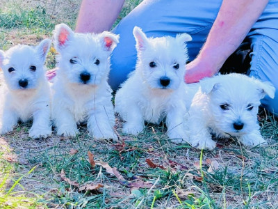Les chiots de West Highland White Terrier