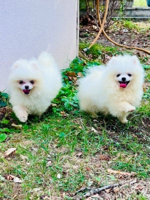 Les chiots de Spitz allemand