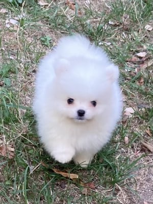 Les chiots de Spitz allemand
