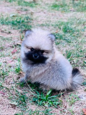 Les chiots de Spitz allemand