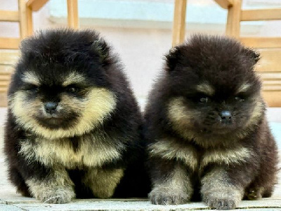 Les chiots de Spitz allemand