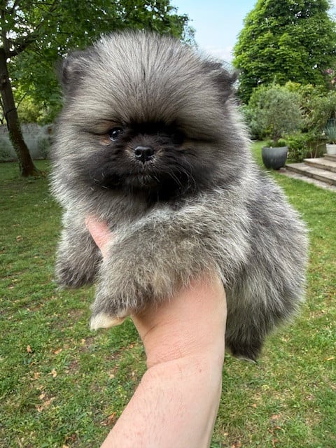 Spitz allemand - (Sans Affixe)