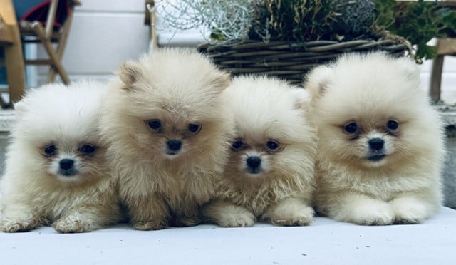 Spitz allemand - (Sans Affixe)