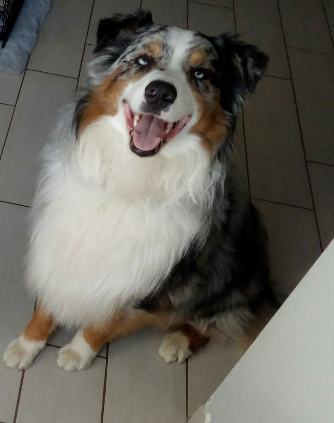 Meeko (Sans Affixe)