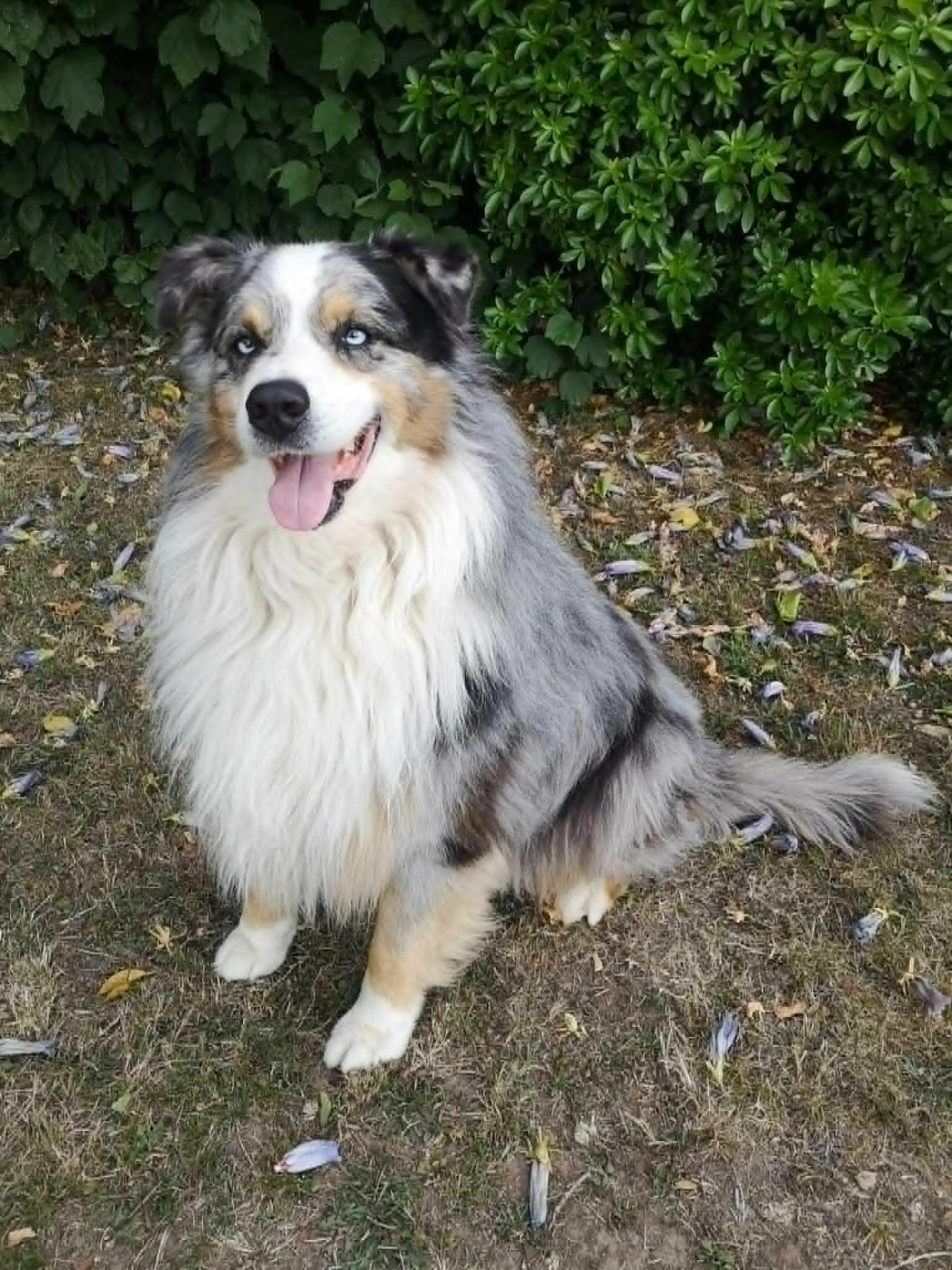 Meeko (Sans Affixe)