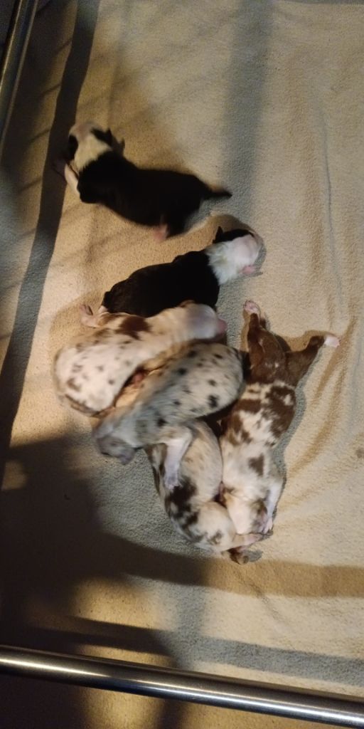 Berger Australien - Des Légendes De L'Ouest