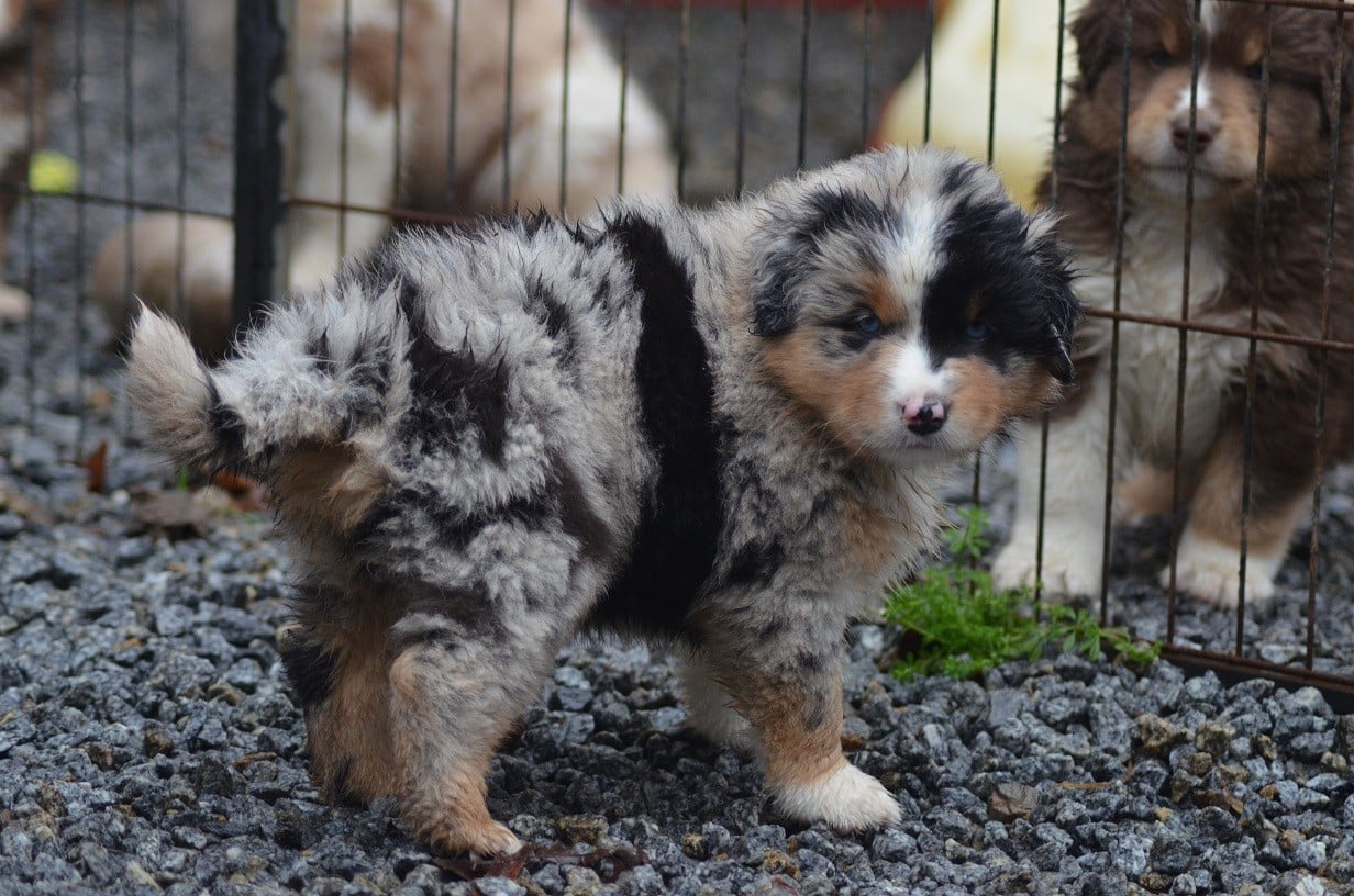 Addams Family Mercredi