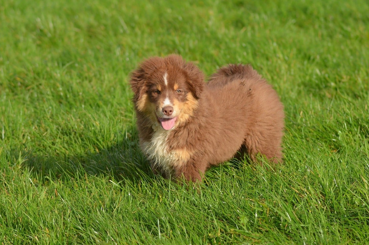 Berger Américain Miniature  - Des Légendes De L'Ouest