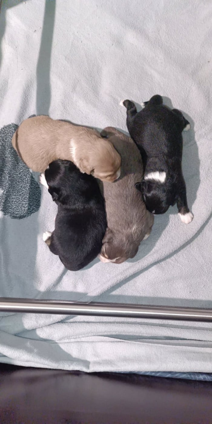 Berger Américain Miniature  - Des Légendes De L'Ouest