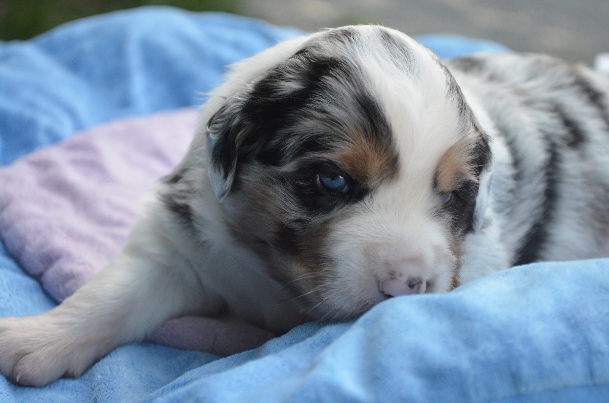 Bleuet