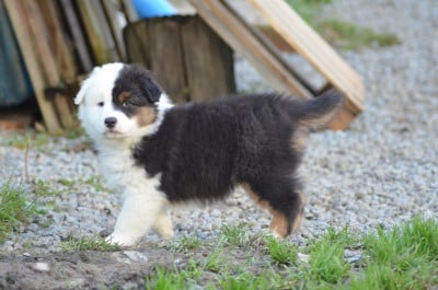 Les chiots de Berger Australien