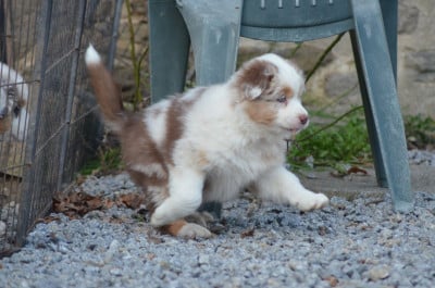 Les chiots de Berger Australien