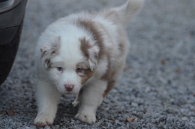 Les chiots de Berger Australien