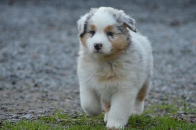 Les chiots de Berger Australien