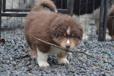 Les chiots de Berger Américain Miniature