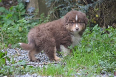 Les chiots de Berger Américain Miniature
