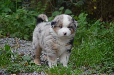 Les chiots de Berger Américain Miniature
