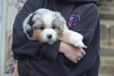Les chiots de Berger Américain Miniature