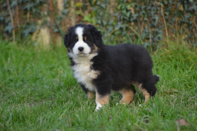 Les chiots de Berger Américain Miniature