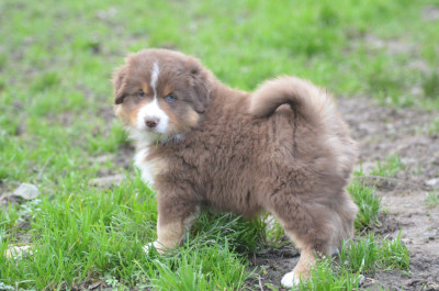 Les chiots de Berger Américain Miniature