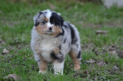 Les chiots de Berger Américain Miniature