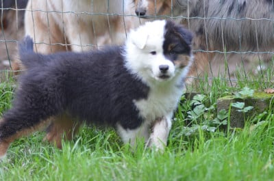 Les chiots de Berger Australien