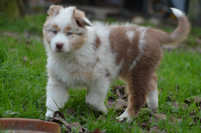 Les chiots de Berger Australien