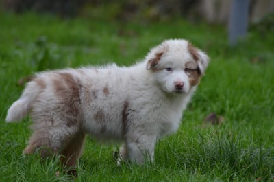 Les chiots de Berger Australien