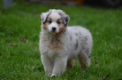 Les chiots de Berger Australien