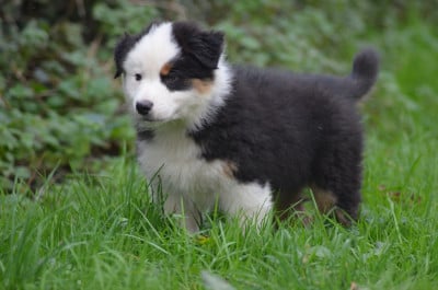 Les chiots de Berger Australien